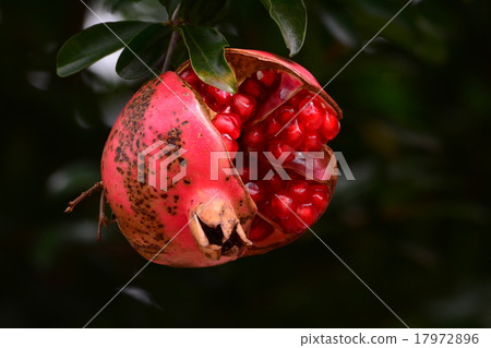 成熟的石榴果實 17972896