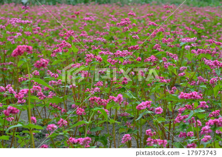 紅蕎麥開花satoyama 2（香川縣高松市Sugasawa） 17973743