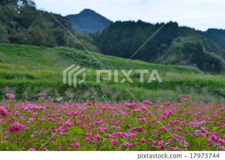 Red soba blooming satoyama 3 (Kagawa prefecture Takamatsu city Sugasawa) Red soba blooming satoyama 3 (Kagawa prefecture Takamatsu city Sugasawa) 17973744