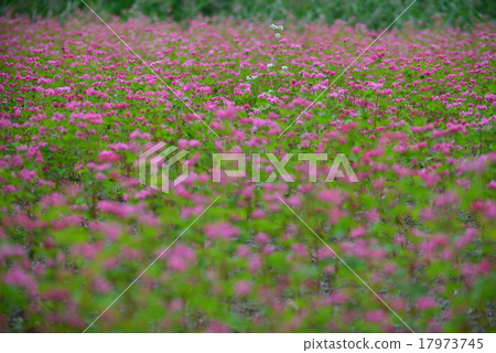 Red soba blooming satoyama 4 (Kagawa prefecture Takamatsu city Sugasawa) Red soba blooming satoyama 4 (Kagawa prefecture Takamatsu city Sugasawa) 17973745
