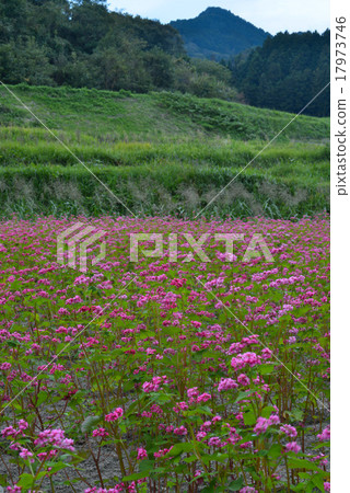 Red soba blooming satoyama 5 (Kagawa prefecture Takamatsu city Sugasawa) Red soba blooming satoyama 5 (Kagawa prefecture Takamatsu city Sugasawa) 17973746