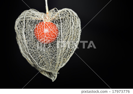 Creating watermark Honzuki Creating watermark Honzuki 17973776