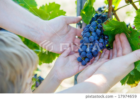 Hands of child and adult with blue grapes ready to harvest Hands of child and adult with blue grapes ready to harvest 17974659