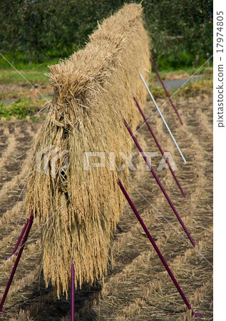 片狀米（在長野縣山之內町乾燥） 17974805