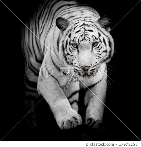 White tiger jumping isolated on black background White tiger jumping isolated on black background 17975153