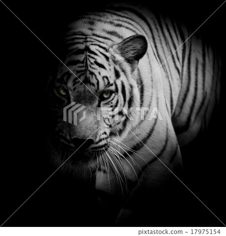 White tiger isolated on black background White tiger isolated on black background 17975154