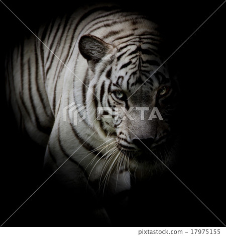 White tiger isolated on black background 17975155