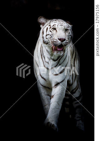 White tiger walking isolated on black background White tiger walking isolated on black background 17975156