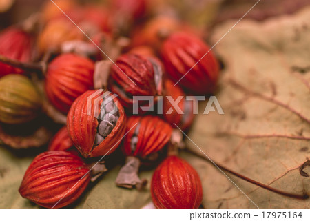 autumn 17975164