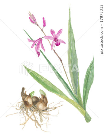 紫色蘭花花/根 紫色蘭花花/根 17975312