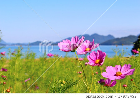 Cosmos Cosmos 17975452