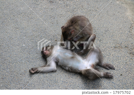 Unprotected monkey 17975702