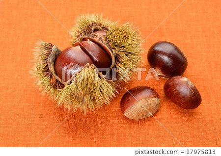 Autumn taste, chestnuts (chestnut). Ikuri (chestnut). Autumn taste, chestnuts (chestnut). Ikuri (chestnut). 17975813