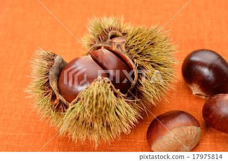 Autumn taste, chestnuts (chestnut). Ikuri (chestnut). Autumn taste, chestnuts (chestnut). Ikuri (chestnut). 17975814