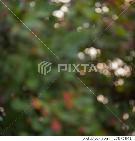 natural background, green and orange leaf natural background, green and orange leaf 17975941