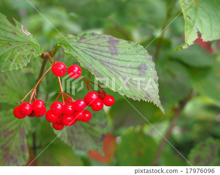 Aohada Aohada 17976096