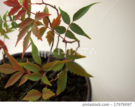 Hazenoki盆景 Hazenoki盆景 17976097