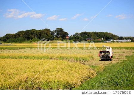 Combine with golden shining rice 17976098