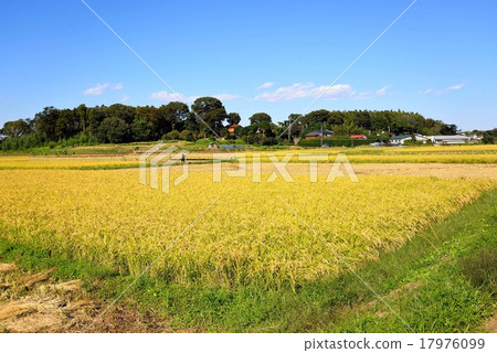 Golden shining rice and blue sky, white clouds Golden shining rice and blue sky, white clouds 17976099