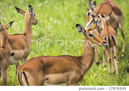 Female impala antelopes in Maasai Mara Female impala antelopes in Maasai Mara 17976309