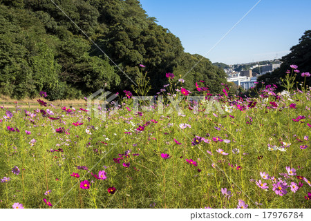波斯菊花田 17976784