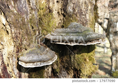 Chrysanthemum fungus Chrysanthemum fungus 17977090