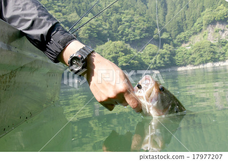 黑鱸釣魚 黑鱸釣魚 17977207
