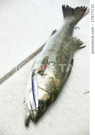 Sea bass fishing Sea bass fishing 17977210