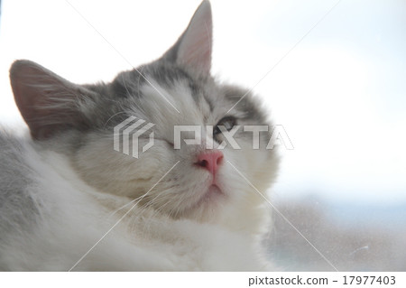 Winking cat Winking cat 17977403
