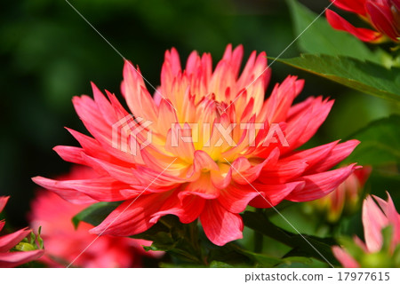 Dahlia flower 17977615