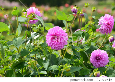 Dahlia flower 17977616