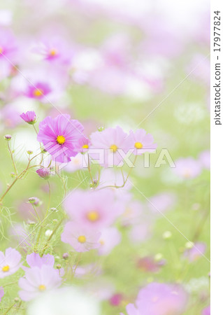 秋天櫻桃圖像 秋天櫻桃圖像 17977824