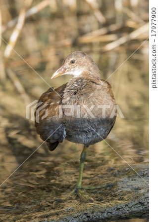 Little crake (Porzana parva) 17977900