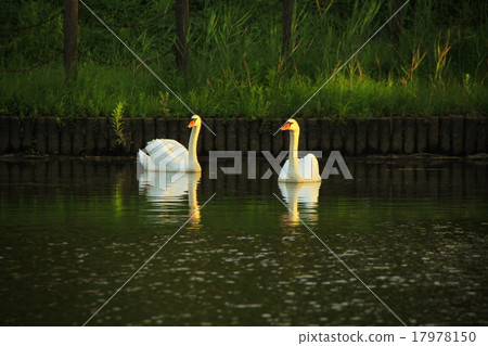 Two swans Two swans 17978150