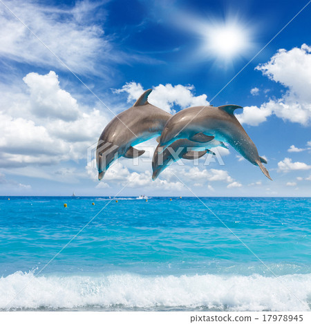 three jumping dolphins three jumping dolphins 17978945