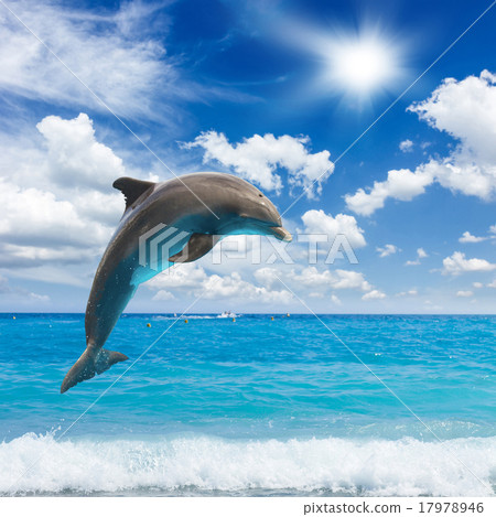 jumping dolphins jumping dolphins 17978946