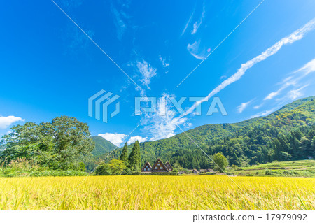 Shirakawa Town in autumn [Villa with rice field] 17979092