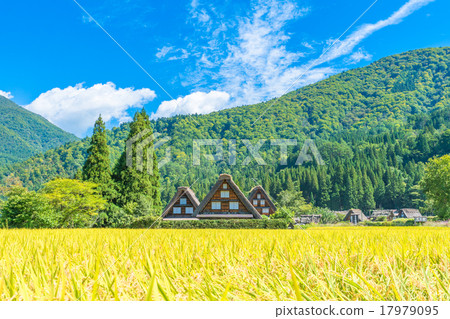 Shirakawa Town in autumn [Villa with rice field] 17979095