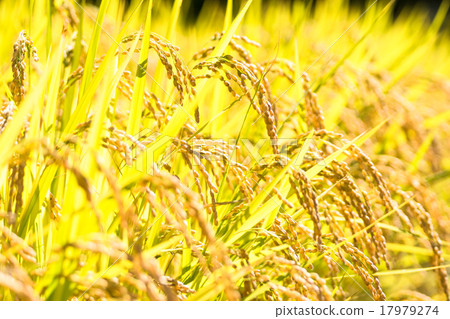 Golden rice ear Golden rice ear 17979274