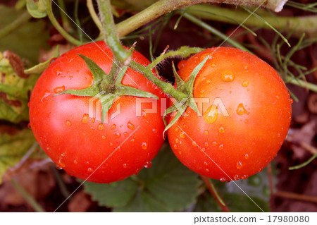 pair of red tomatoes in the bush 17980080