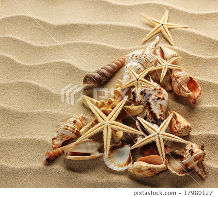 Sea shell on sand 17980127