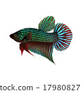 Fighting Fish On White Background 17980827