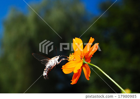 豆醬的蜜蜂 豆醬的蜜蜂 17980985