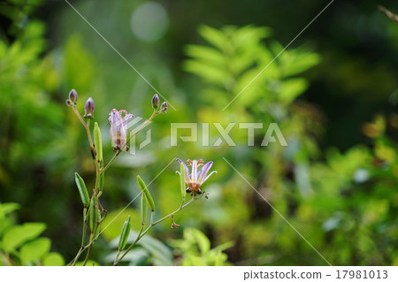 九月花Hototogisi 102產經花園 17981013