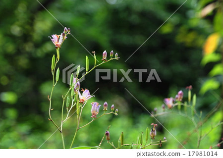 九月花Hototogisi 103 Sankei en garden 九月花Hototogisi 103 Sankei en garden 17981014