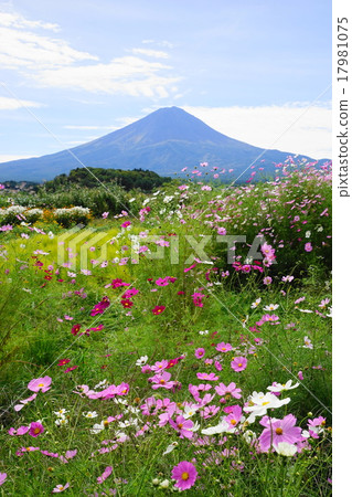 September Fuji 974 Cosmos · Oishi Park 17981075