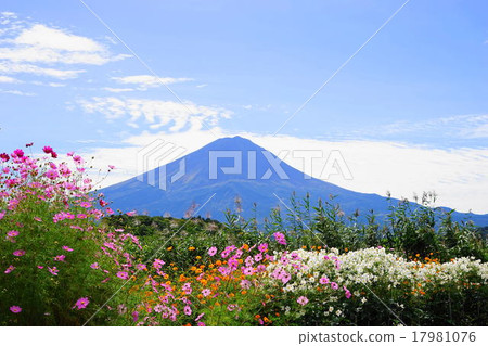September Fuji 975 Cosmos · Oishi Park 17981076