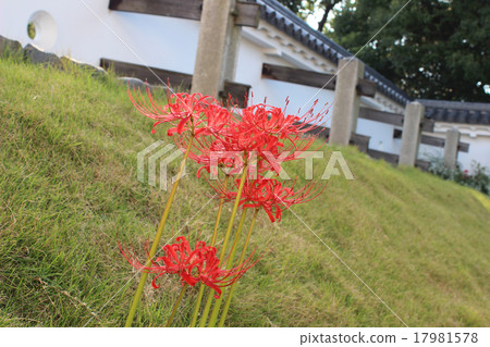 Higankyakana和Wall / Shiga Prefecture Mizuguchi 17981578