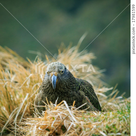 kea birds  new zealand 17981599