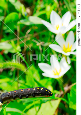 Worm 17981791